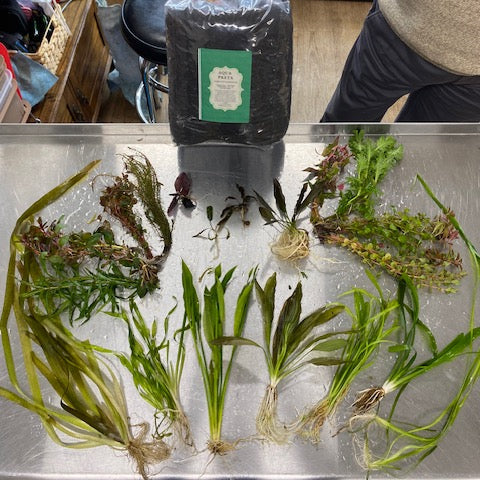Large Father Fish aquarium plant package with assorted live plants for natural tank setups.