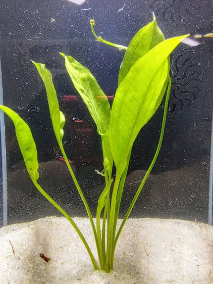 Medium Amazon Sword planted over soil base with sand cap