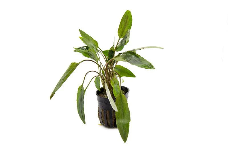 🌿 Crypts Collection – Hardy, Low-Light Plants for Natural Aquarium Balance