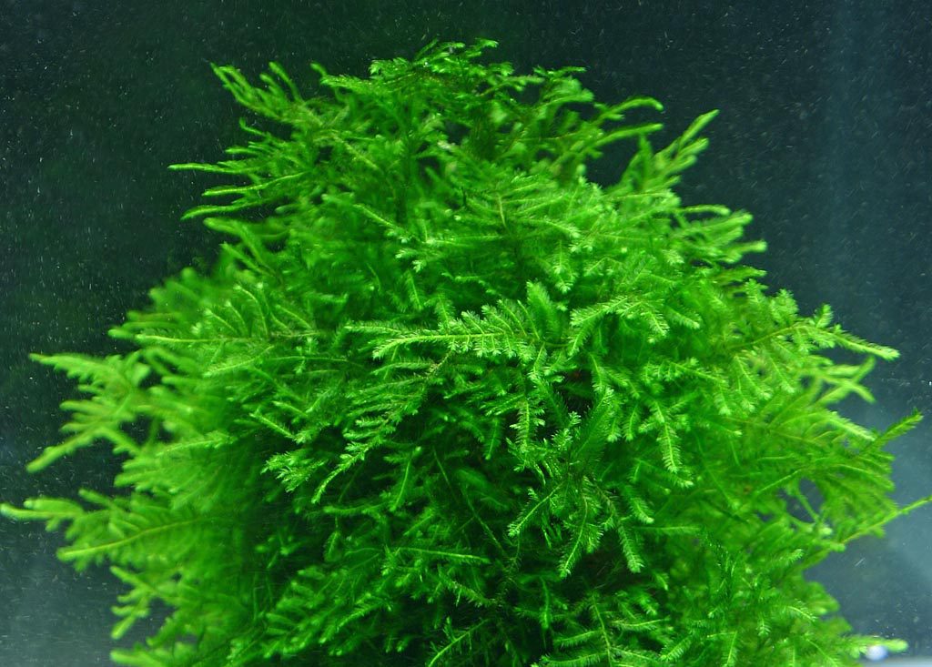 🌿 Mosses Collection – Microhabitats for Natural Balance
