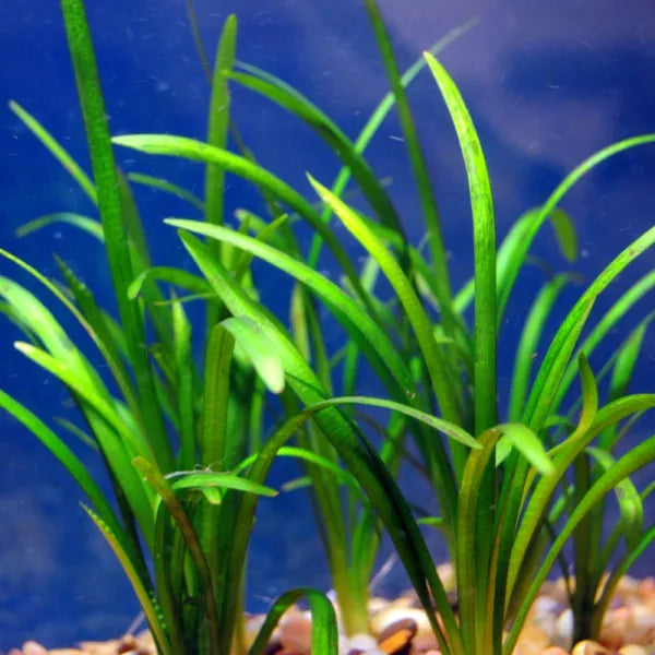🌿 Sagittaria Collection – Reliable Rooted Plants for Natural Aquascapes
