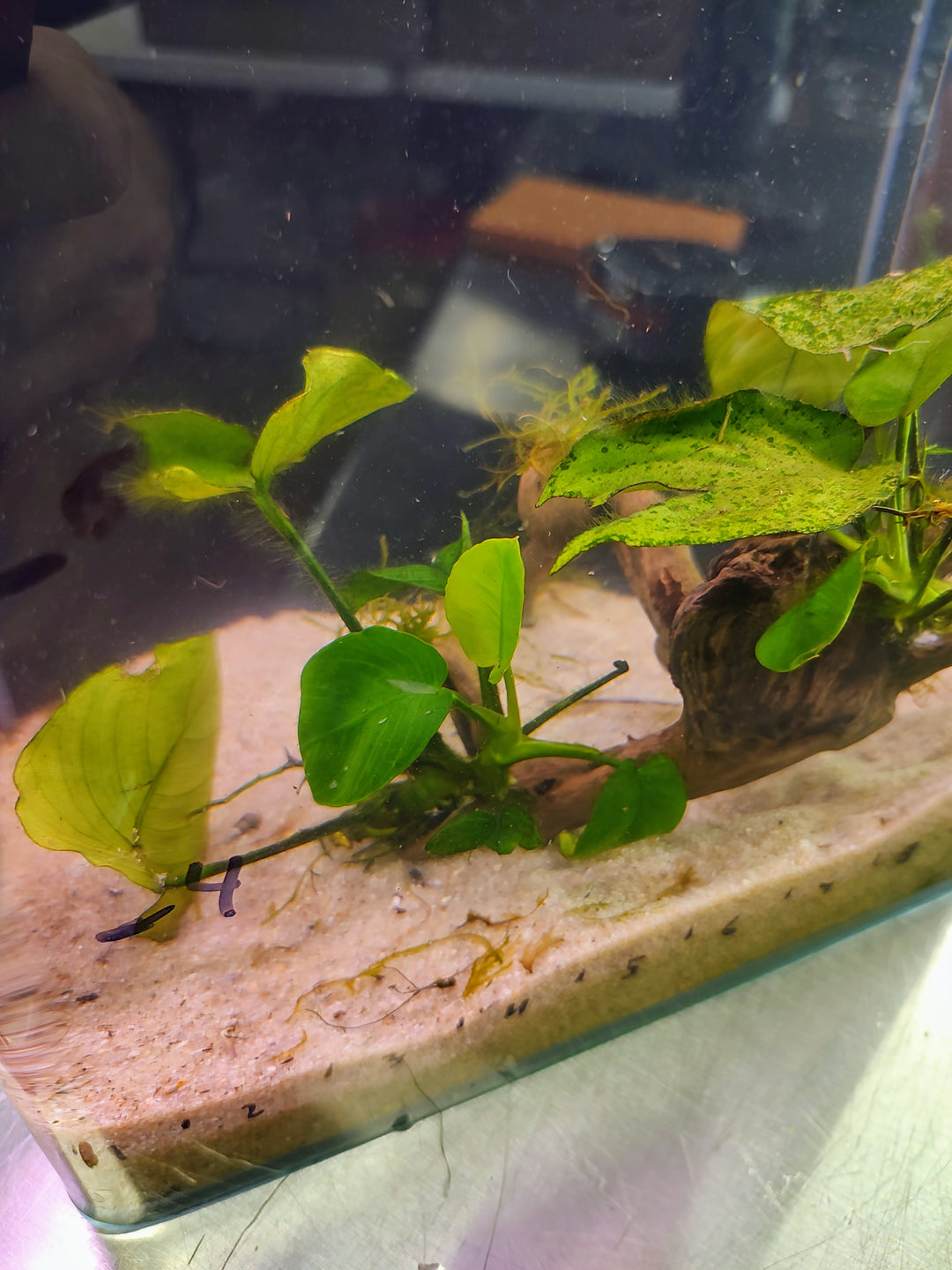 πΏ Anubias Barteri and Christmas Moss on Pacific Driftwood β Hardy Aquatic Plants with a Natural Driftwood Base