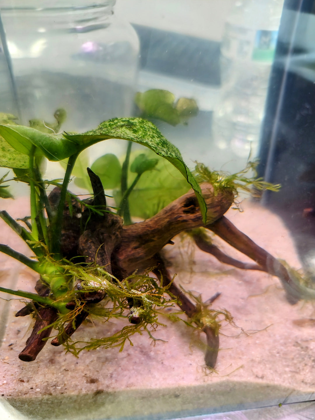 πΏ Anubias Barteri with Flame Moss on Spider Wood β Hardy Aquatic Plants with Natural Aesthetic