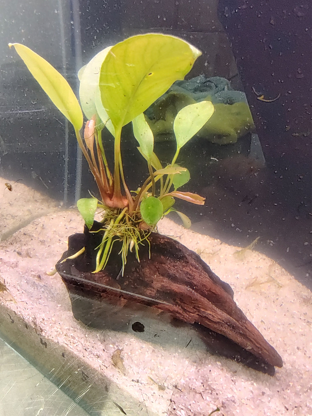 πΏ Anubias Lanceolata on Pacific Driftwood β Elegant Aquatic Plant with Natural Driftwood Base