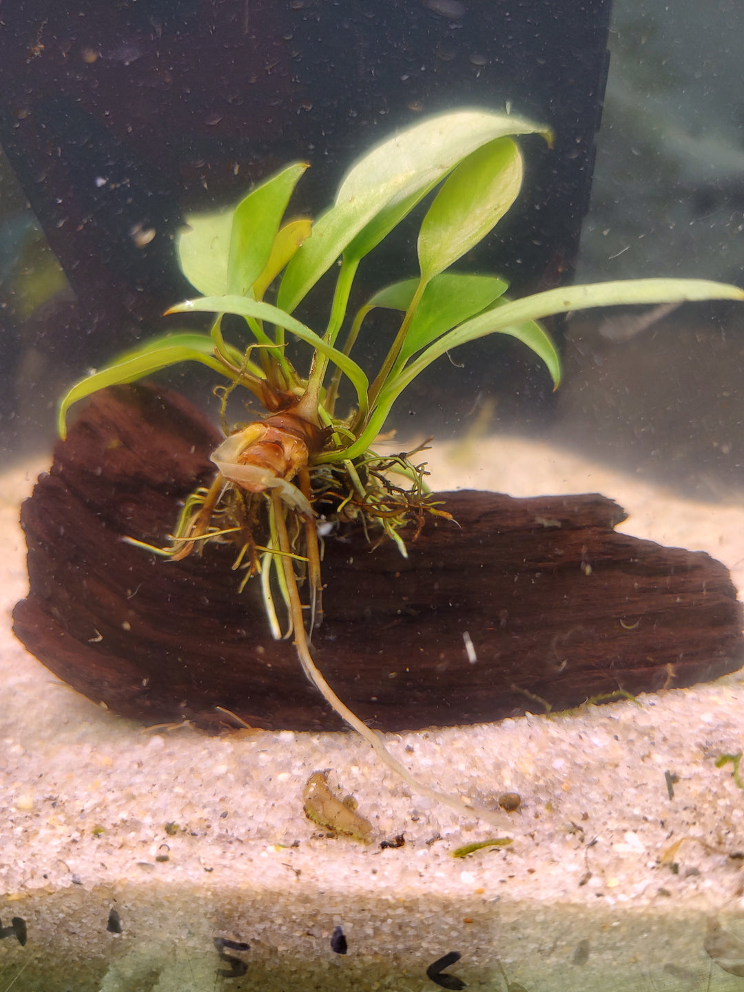 πΏ Anubias Lanceolata on Pacific Driftwood β Elegant Aquatic Plant with Natural Driftwood Base