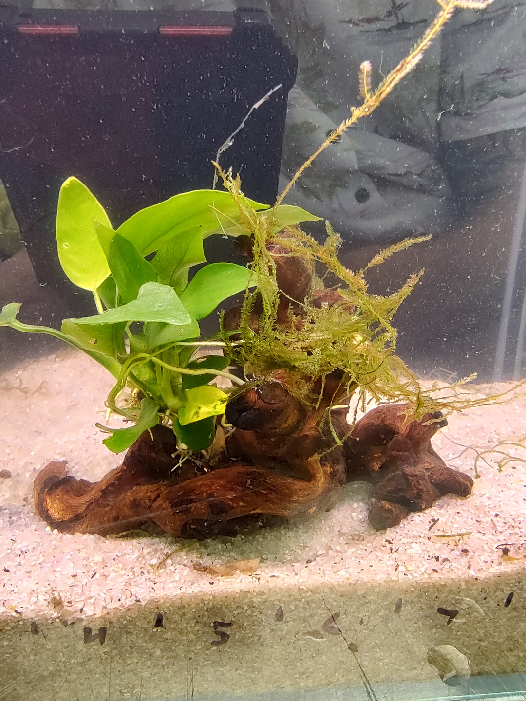 πΏ Anubias Lanceolata and Taiwan Moss on Pacific Driftwood β Hardy Aquatic Plants with Natural Driftwood Base