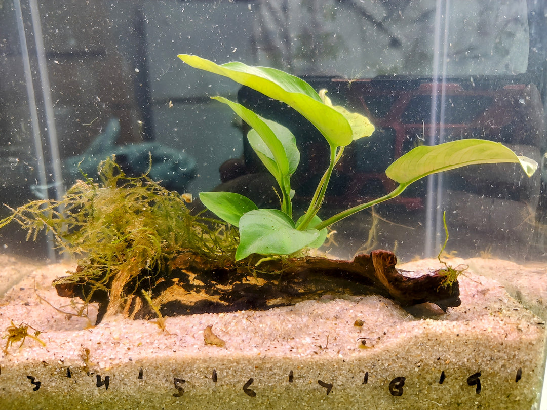 πΏ Anubias Nana with Java Moss on Pacific Driftwood β Hardy Aquatic Plants with Natural Driftwood Base