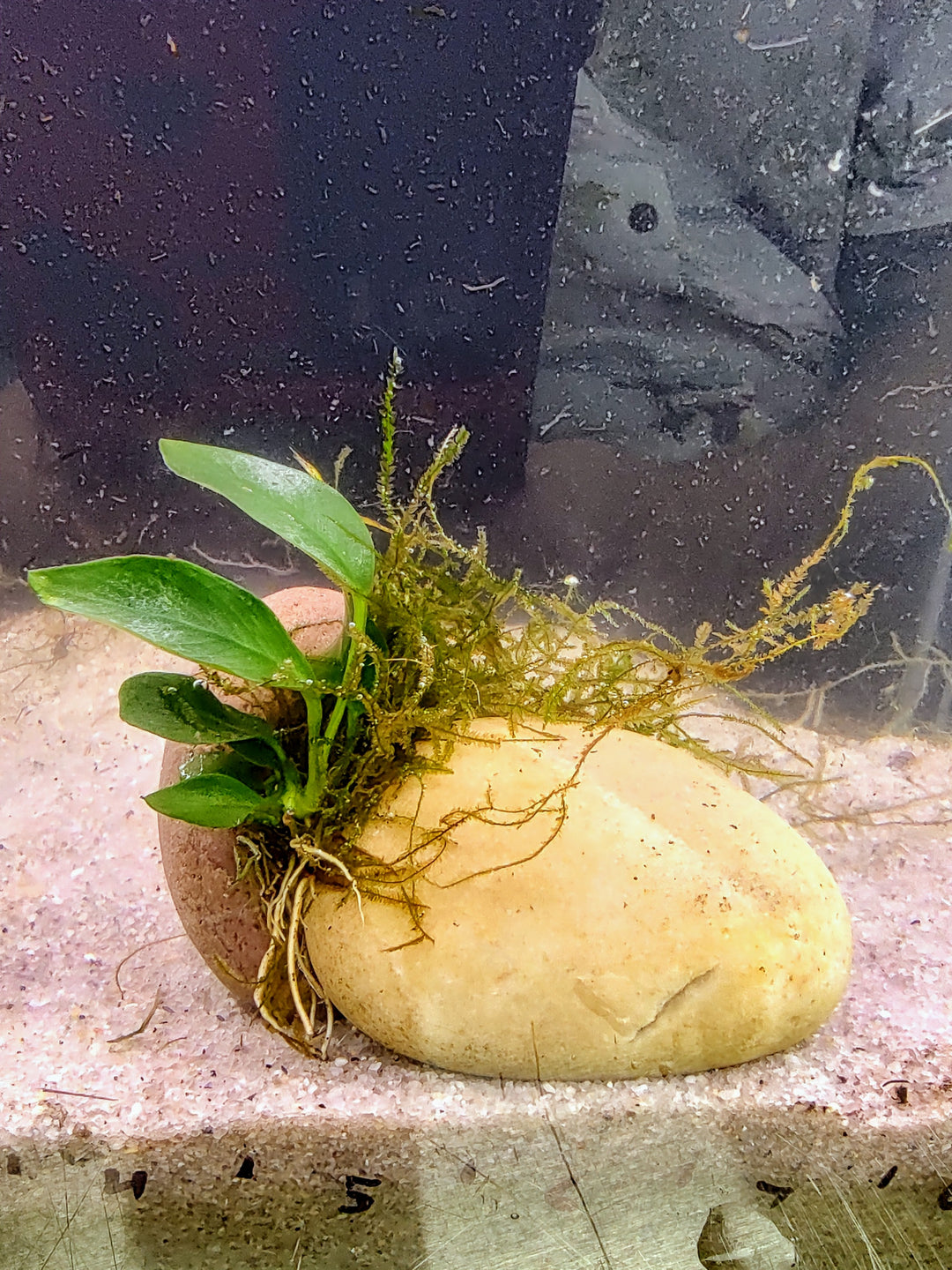 πΏ Anubias Lanceolata and Java Moss on River Rock Formation β Hardy Aquatic Plants with Natural Aesthetic