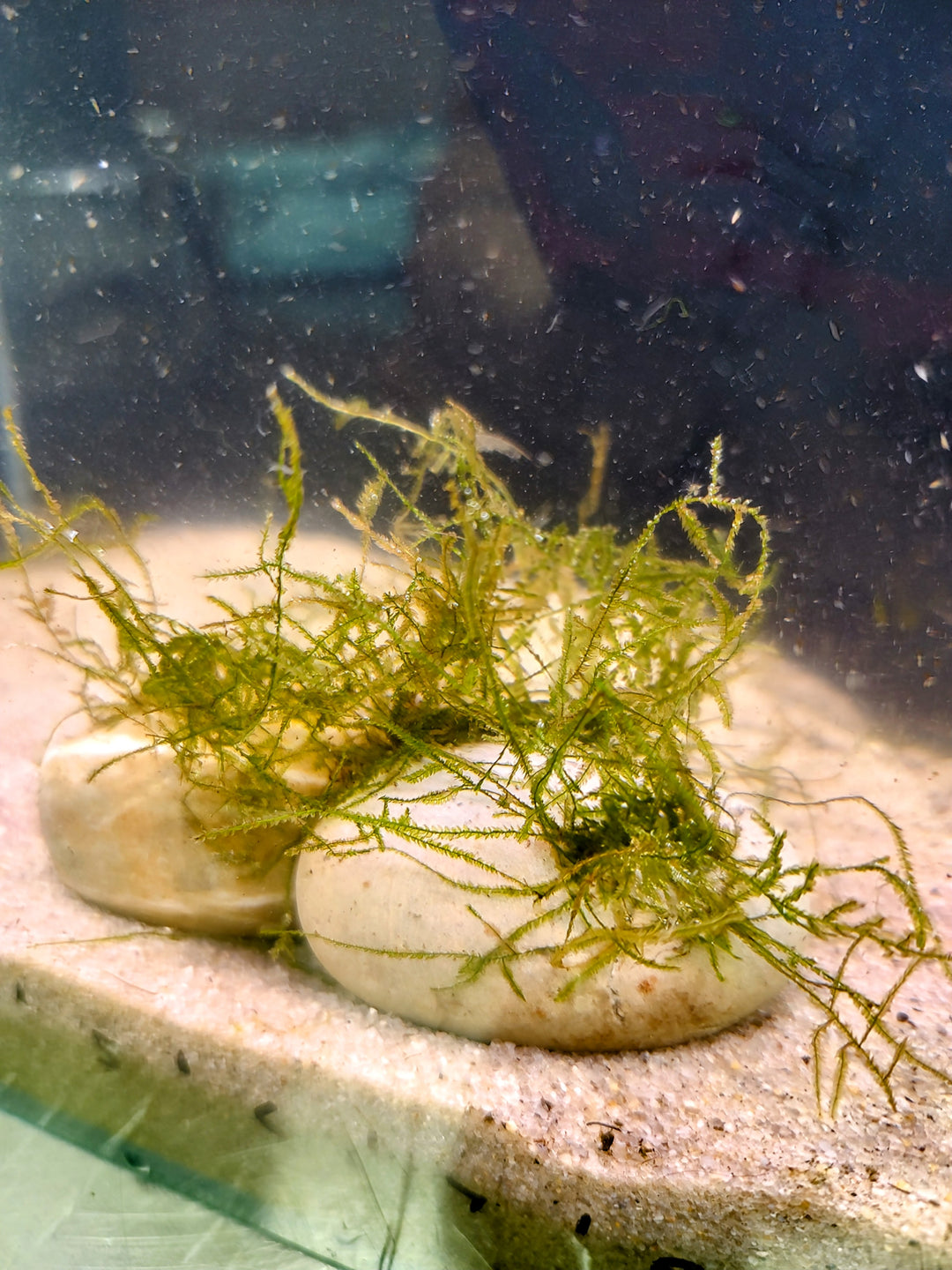 πΏ Peacock Moss on River Rock Formation β Lush, Fine Textured Moss for Freshwater Aquariums
