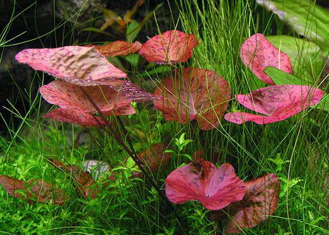 Tiger Lotus Aquarium Plant Bulbs RED Tiger Lotus Bulb Live