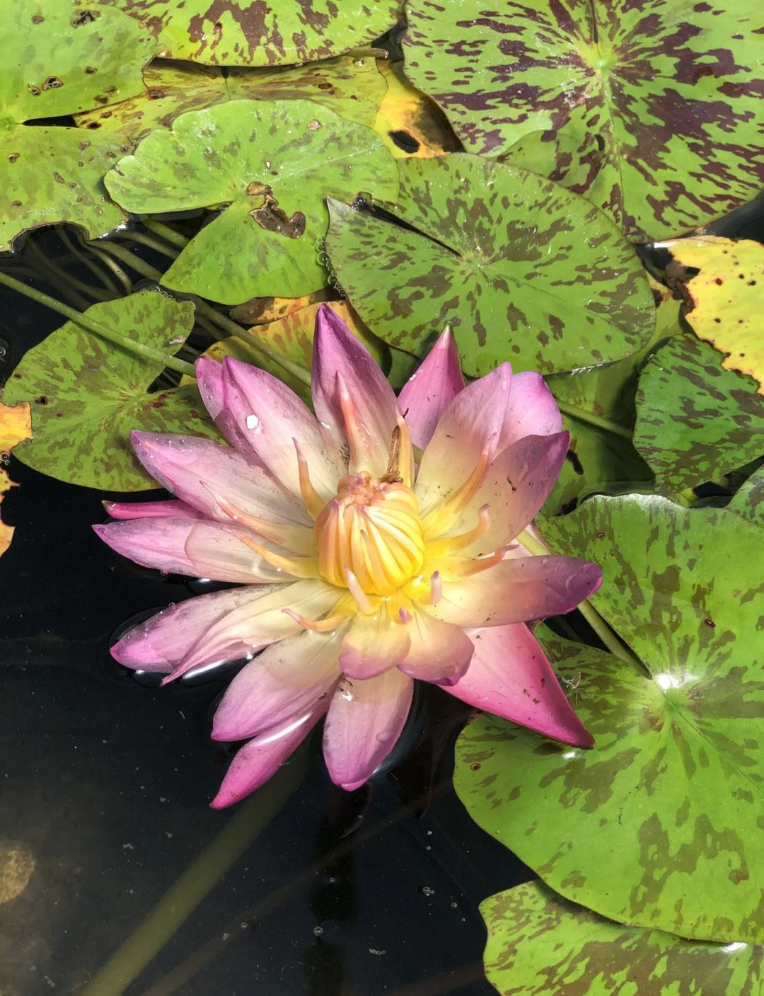 🌸 Albert Greenberg Tropical Water Lily – Vibrant Pink-to-Yellow Blooms for Warm Ponds