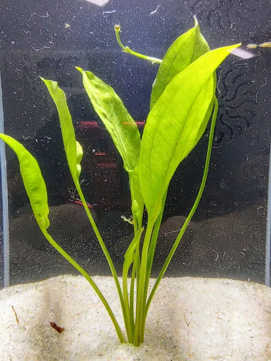 πΏ Amazon Sword (Medium) β The Classic Rooted Plant for Natural Aquariums