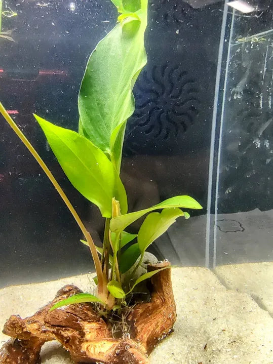 🌿 Anubias Hastifolia, – Rare Broad-Leaf Rhizome for Natural Aquascapes
