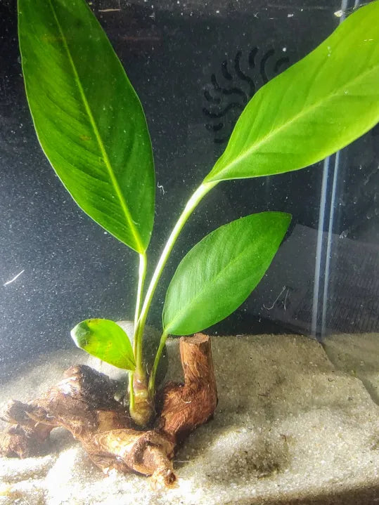 🌿 Anubias Congensis- Medium – Tall, Narrow-Leaved Plant for Background Structure