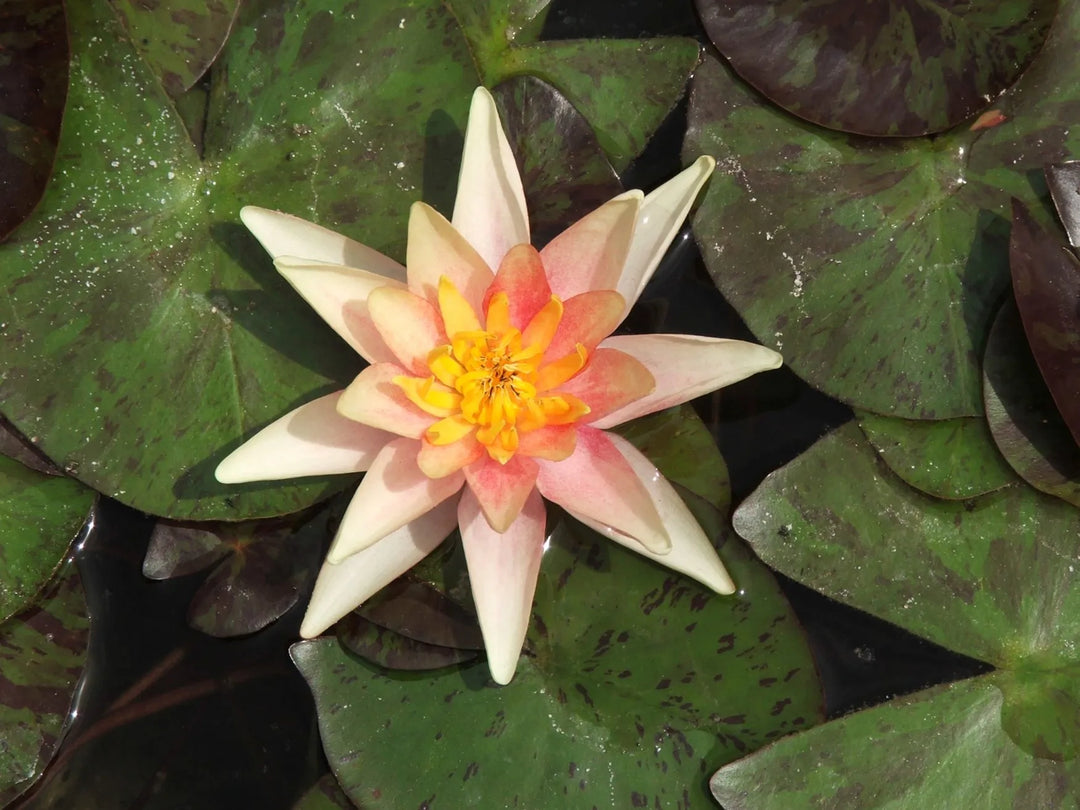 ๐
Aurora Hardy Water Lily โ Shifting Peach-to-Pink Blooms for Cold or Warm Ponds