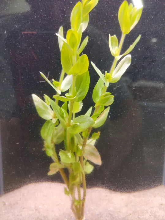 πΏ Bacopa caroliniana β Hardy Oxygenating Plant for Natural Aquariums & Ponds