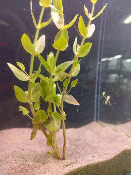 πΏ Bacopa caroliniana β Hardy Oxygenating Plant for Natural Aquariums & Ponds