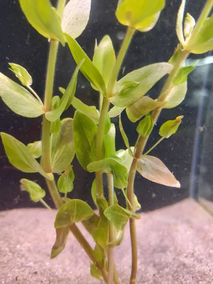 πΏ Bacopa caroliniana β Hardy Oxygenating Plant for Natural Aquariums & Ponds
