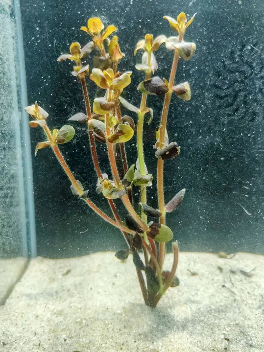 🌿 Bacopa salzmanii (Bacopa Purple) – Vibrant Stem Plant with Purple Hue