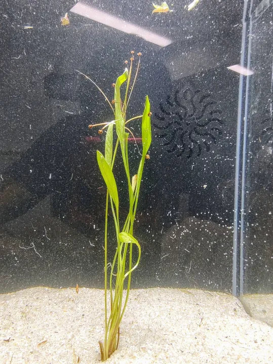 πΏ Broad Leaf Chain Sword β Spreading Foreground Plant for Soil-Based Tanks