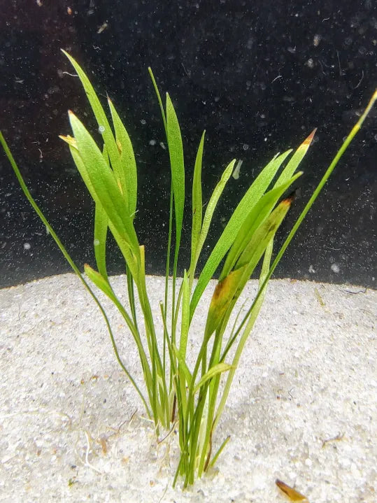 πΏ Chain Sword Narrowleaf β Compact Runner Plant for Natural Carpeting