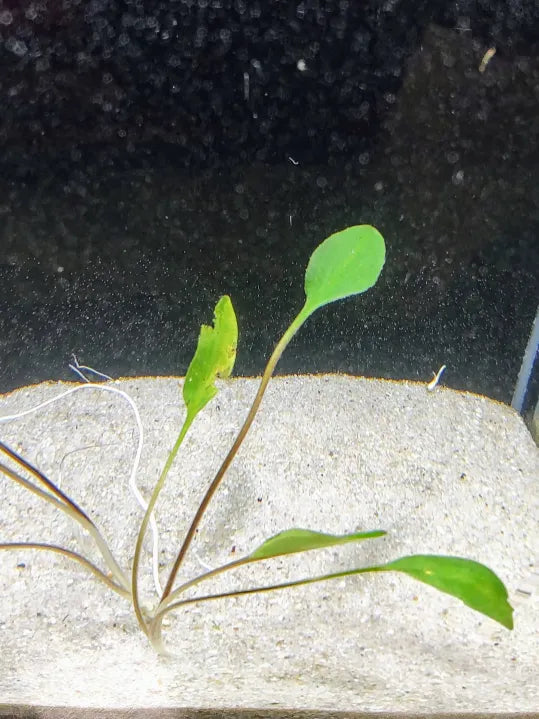 ๐ฟ Cryptocoryne Lutea โ Hardy Midground Crypt for Natural Tanks