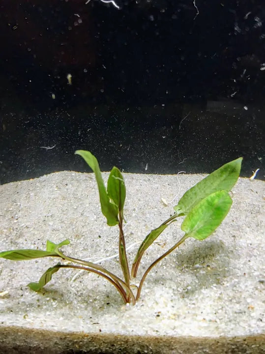 🌿 Cryptocoryne undulata – Wavy-Leafed Beauty for Natural Midground Layouts