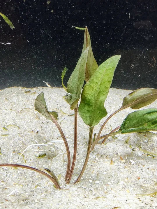🌿 Cryptocoryne wendtii ‘Tropica’ – Bold, Textured Midground Plant for Low-Tech Tanks