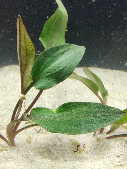 🌿 Cryptocoryne wendtii ‘Red’ – Bold Midground Color for Natural Aquascapes