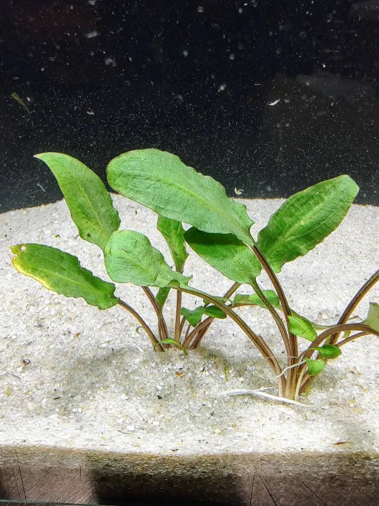 🌿 Cryptocoryne Wendtii 'Green' – Reliable Low-Light Plant for Natural Aquariums