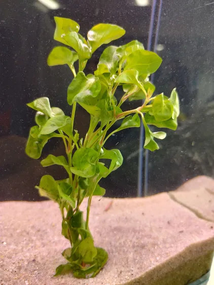 🌿 Florida Ruffle – Unique and Hardy Freshwater Plant