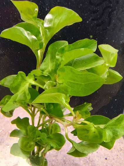 🌿 Florida Ruffle – Unique and Hardy Freshwater Plant