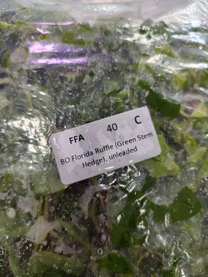 🌿 Florida Ruffle – Unique and Hardy Freshwater Plant