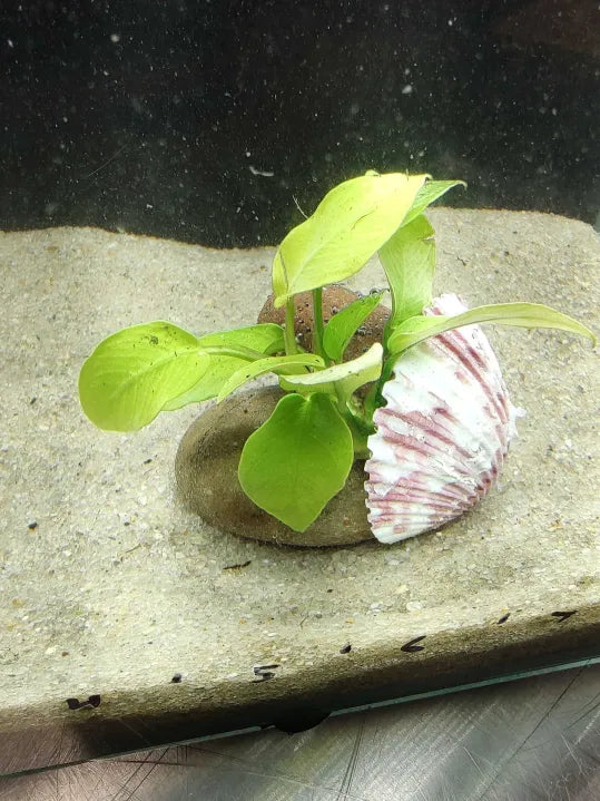 πΏ Gold Anubias Nana on Rock with Sea Scallop Shell β Unique Natural Aquarium Decor