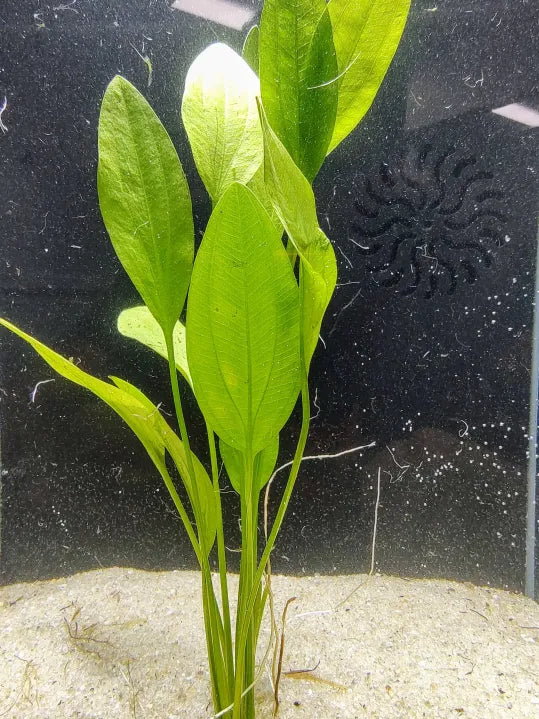 π‘οΈ Grandifolius Rangeri Sword β Graceful, Broad-Leafed Beauty for the Natural Aquarium