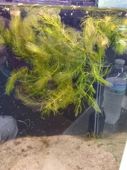 🌿 Hornwort – Fast-Growing Oxygenator for Natural Aquariums