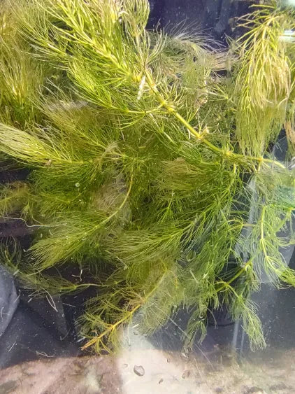 🌿 Hornwort – Fast-Growing Oxygenator for Natural Aquariums
