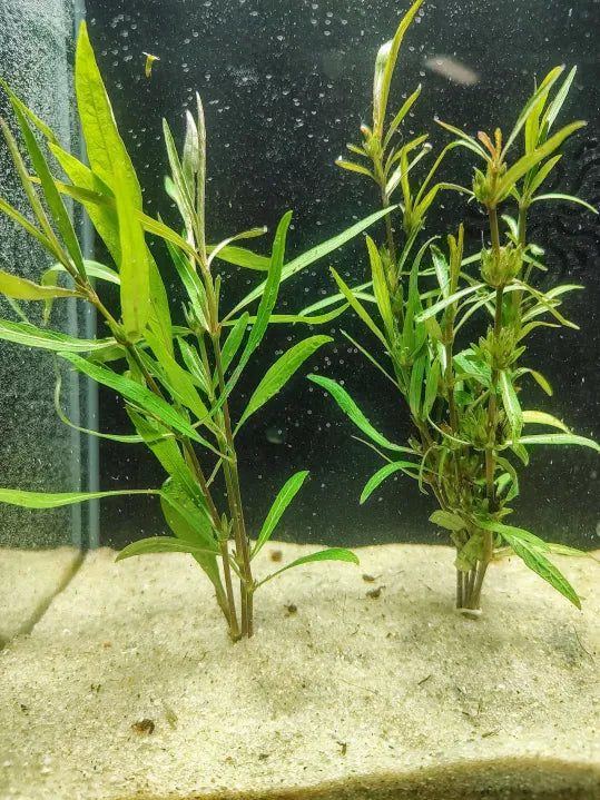 hygrophila plant 🌿 Hygrophila 'Araguaia' – Unique Reddish Midground Accent Plant
