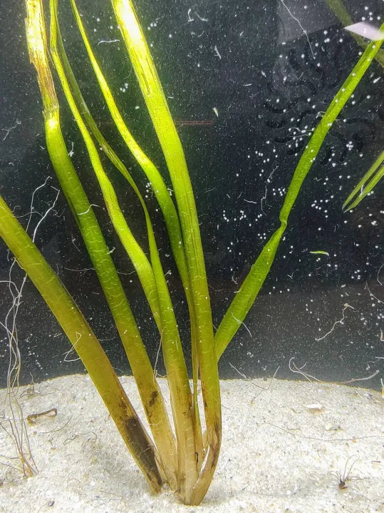 ๐ฟ Jungle Val โ Tall, Flowing Background Plant for Natural Aquariums