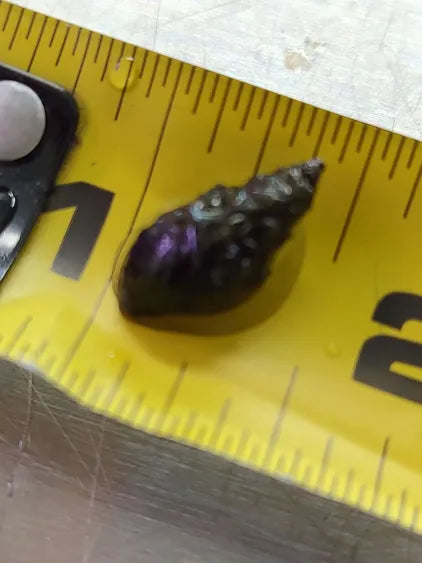 π Malaysian Trumpet Snails β 10 Pack