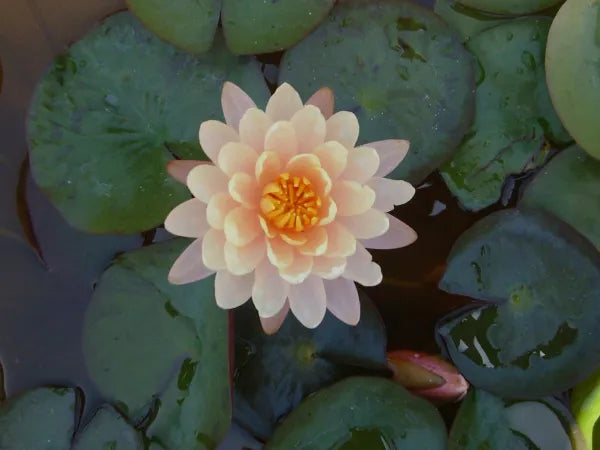 ๐ผ Mangkala Ubol Hardy Water Lily โ Award-Winning Creamy Peach Blooms for Cold or Warm Ponds