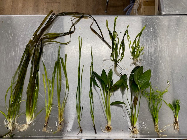 🌿 Father Fish Sword & Val Variety Sale Pack | 12 Plants for $59