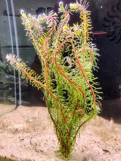 πΏ Rotala Wallichii β Vibrant Red Stem Plant for Aquascaping