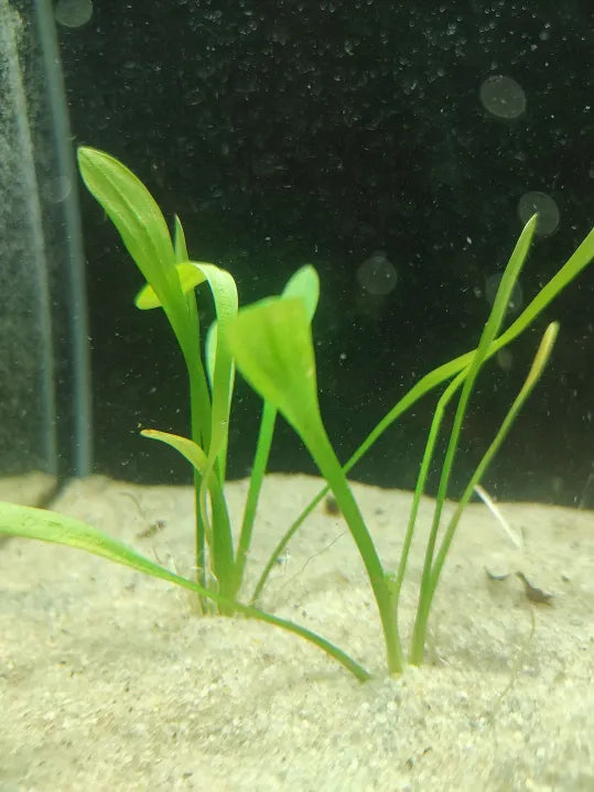 πΏ Narrowleaf Sagittaria β Compact Grass-Like Foreground Plant