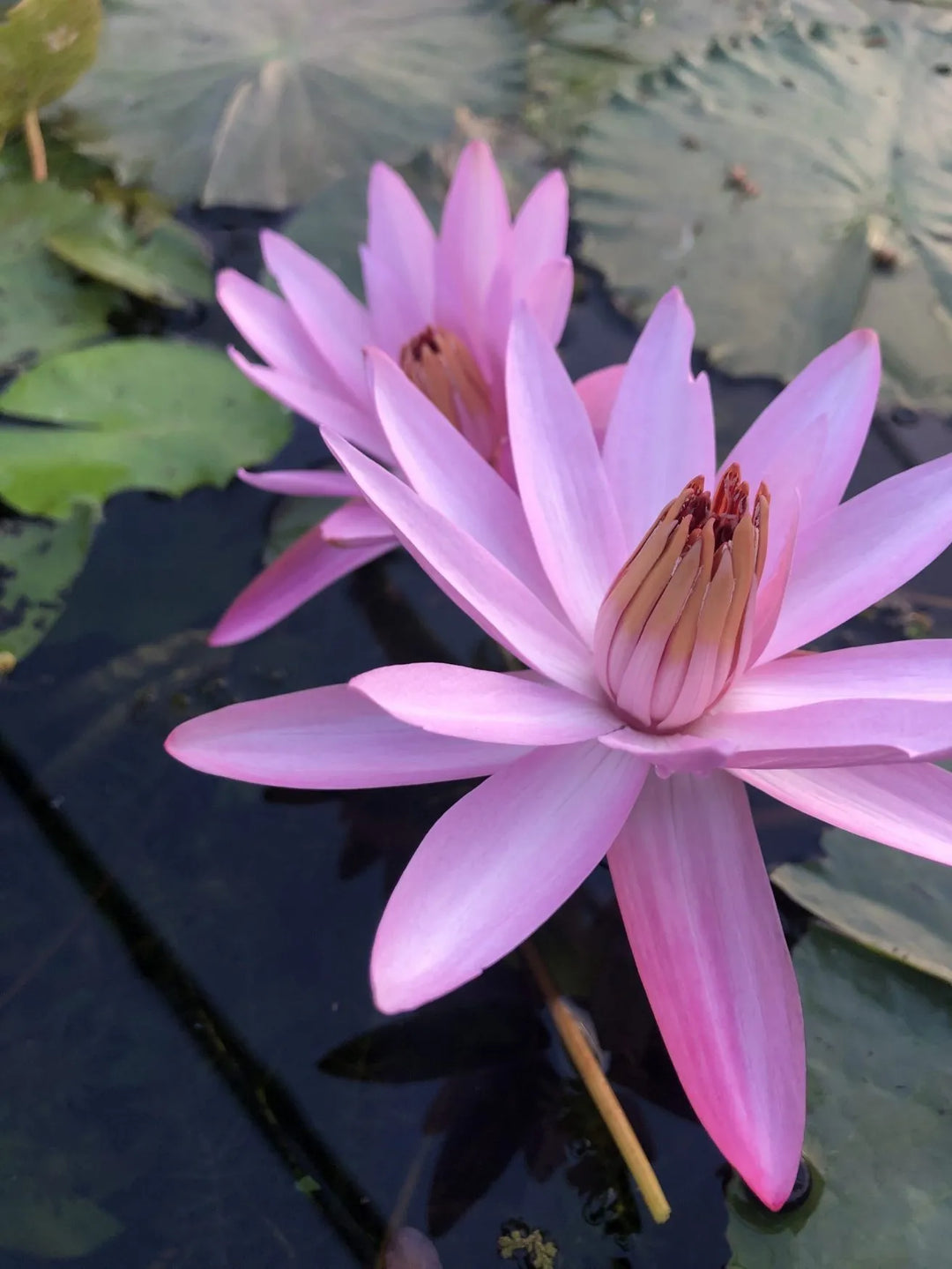 ๐ Sturtevantii Tropical Water Lily โ Rare Night-Blooming White Lily for Large Ponds