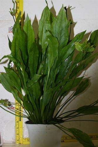 Amazon Sword extra large mother plant Echinodorus bleheri rooted background plant