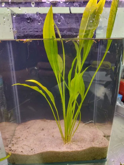 Large Amazon Sword crown planted at sand level over a soil base with sand cap