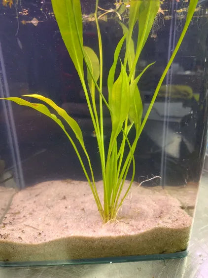 Amazon Sword large Echinodorus bleheri rooted background plant in a natural aquarium