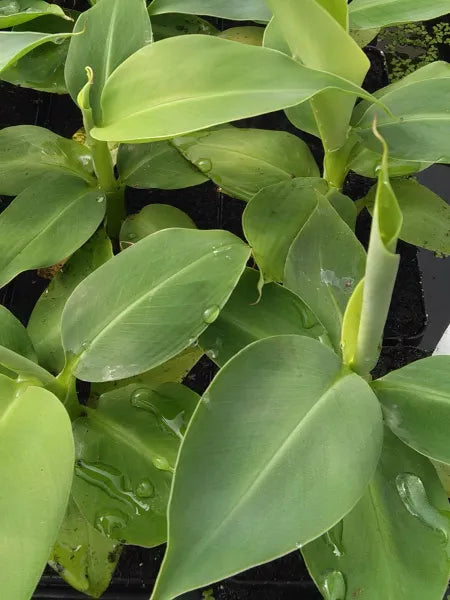 🍌 Banana ‘Truly Tiny’ – Compact Tropical Accent for Pond Edges & Bog Gardens