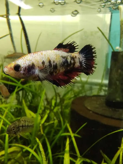 🐟 Farmer’s Choice Female Betta Fish – Young Adult